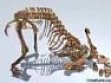 3D Chasmosaur Dinosaur Rising