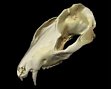 Source: 3d museum, University of California, Davis, US